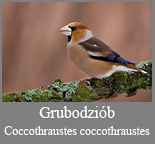 Grubodziób (Coccothraustes 
	coccothraustes)