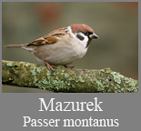 Mazurek (Passer montanus)