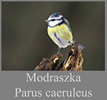 Modraszka (Parus caeruleus)