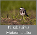 Pliszka siwa (Motacilla alba)