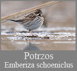 Potrzos (Emberiza schoeniclus)