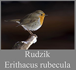 Rudzik (Erithacus rubecula)
