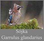 Sójka (Garrulus glandarius)