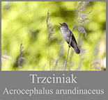 Trzciniak (Acrocephalus arundinaceus)