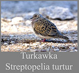 Turkawka (Streptopelia turtur)