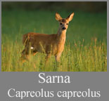 Sarna (Capreolus capreolus)
