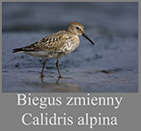 Biegus zmienny
	(Calidris alpina)