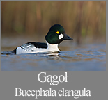 Gągoł 
	(Bucephala clangula)