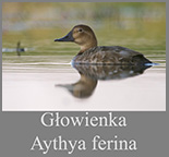 Głowienka (Aythya 
	ferina)