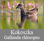 Kokoszka (Gallinula 
	chloropus)
