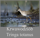 Krwawodziób 
	(Tringa totanus)