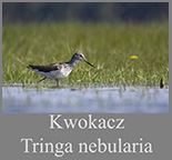 Kwokacz (Tringa nebularia)