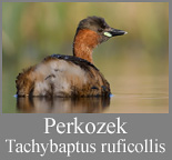Perkozek 
	(Tachybaptus ruficollis)