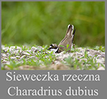 Sieweczka rzeczna (Charadrius dubius)